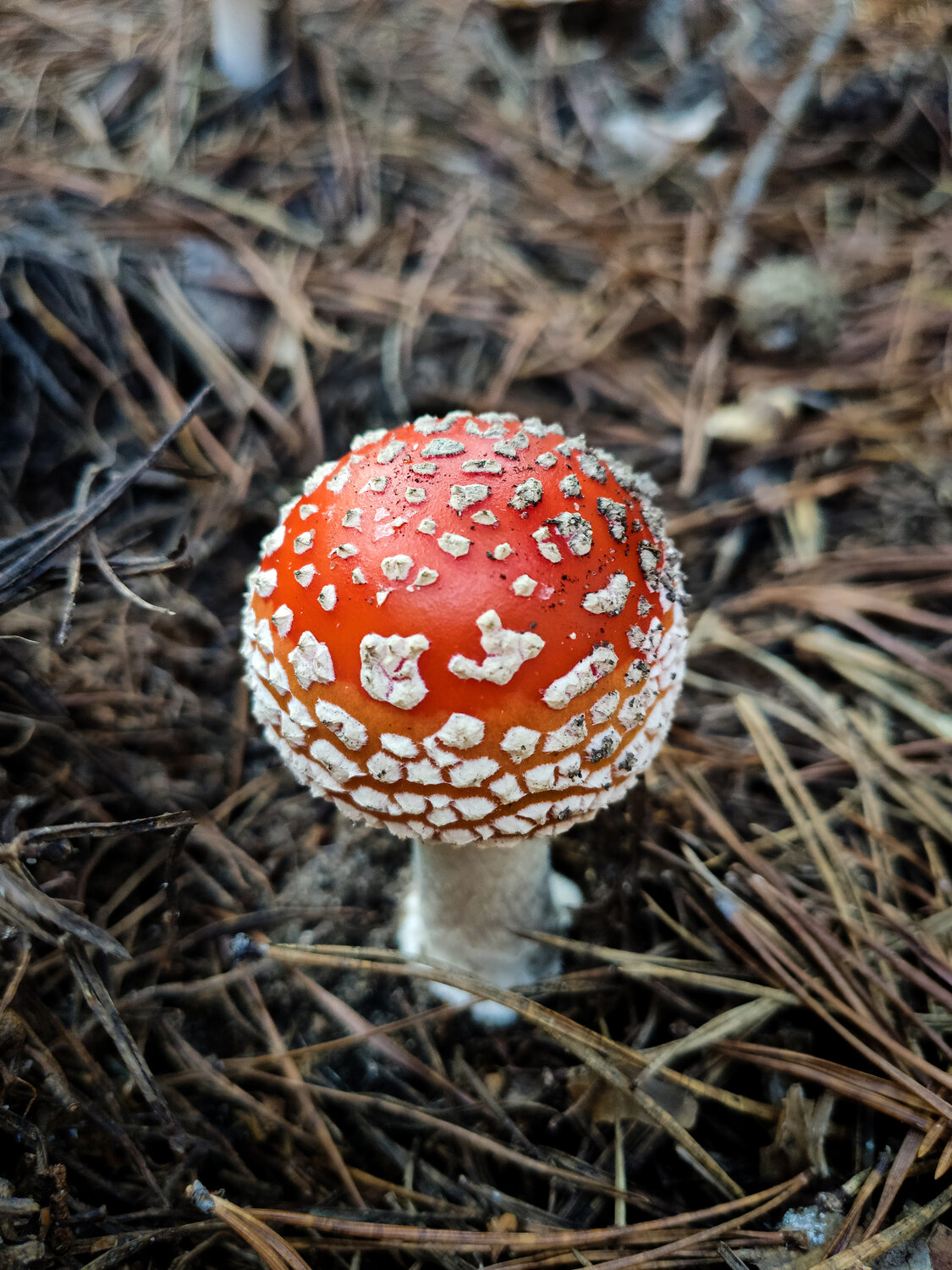 Photo #13930296