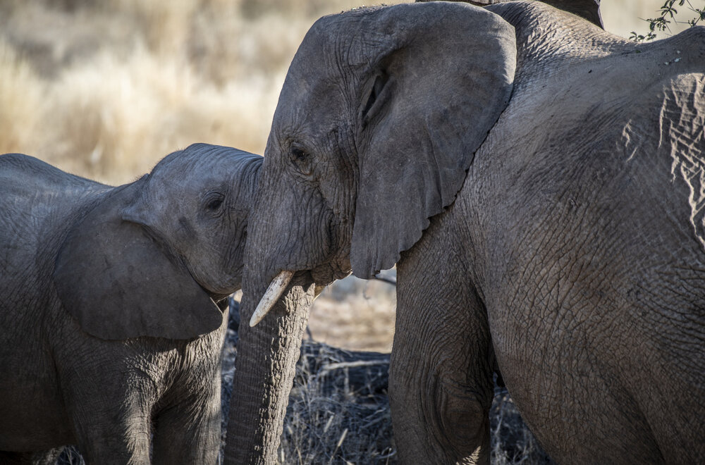 Mother and Calf Bonding