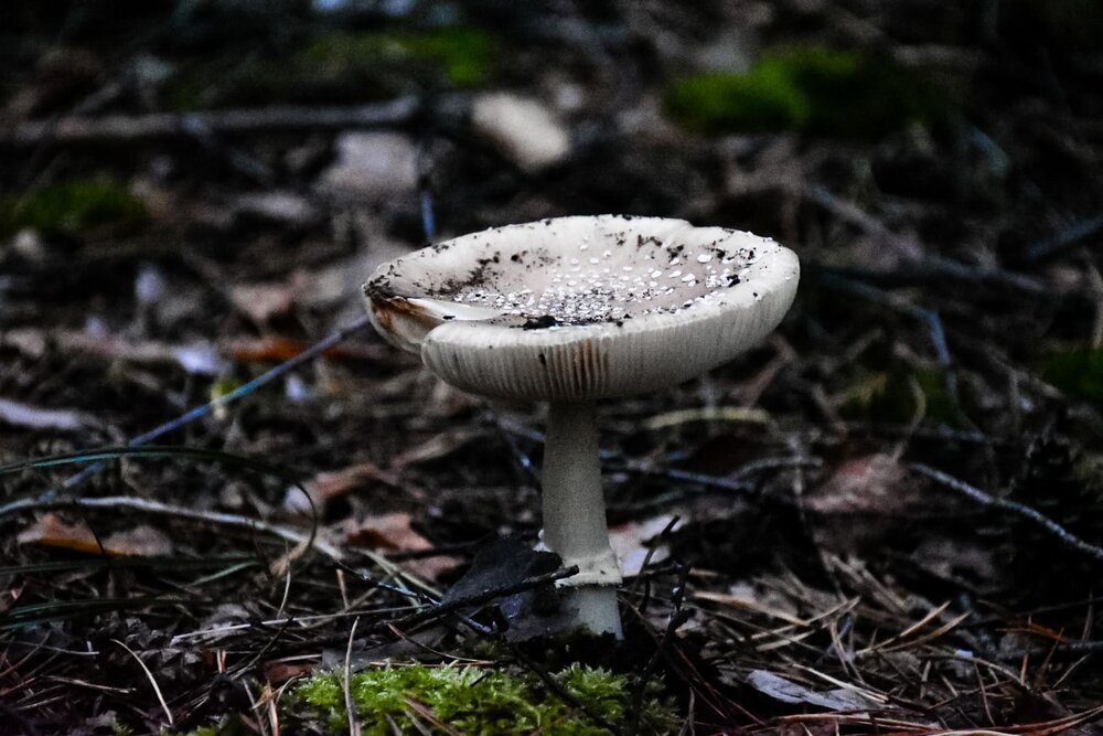 Photograph by Элеонора Безженова