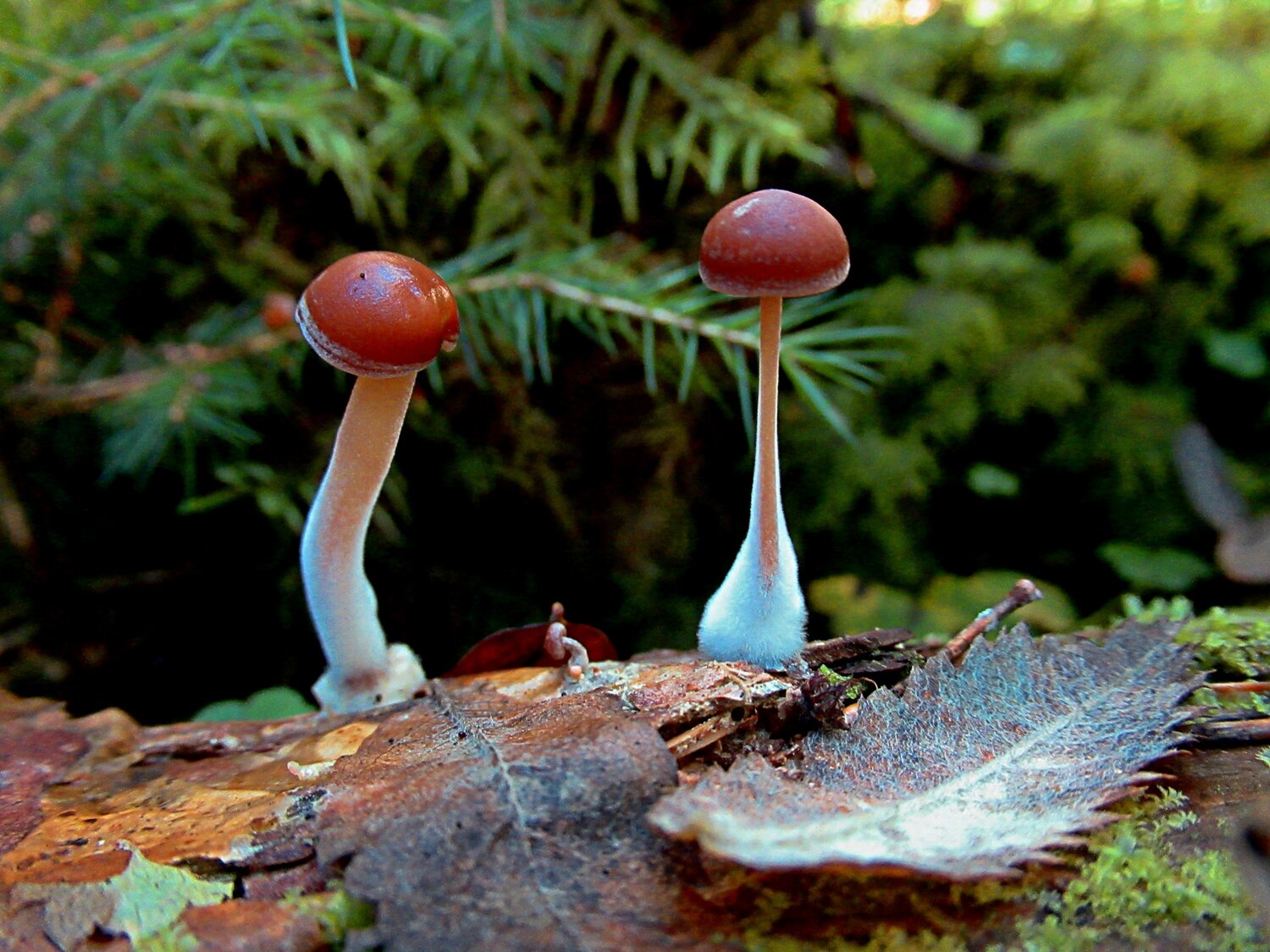 Photo #13930470