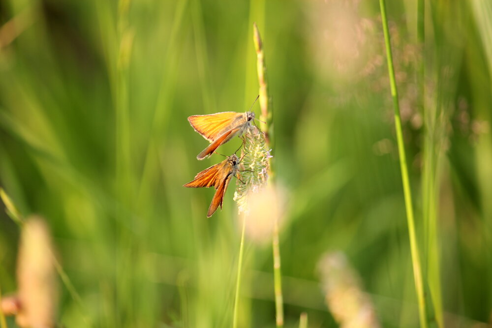 Photograph by Алексей Соколов