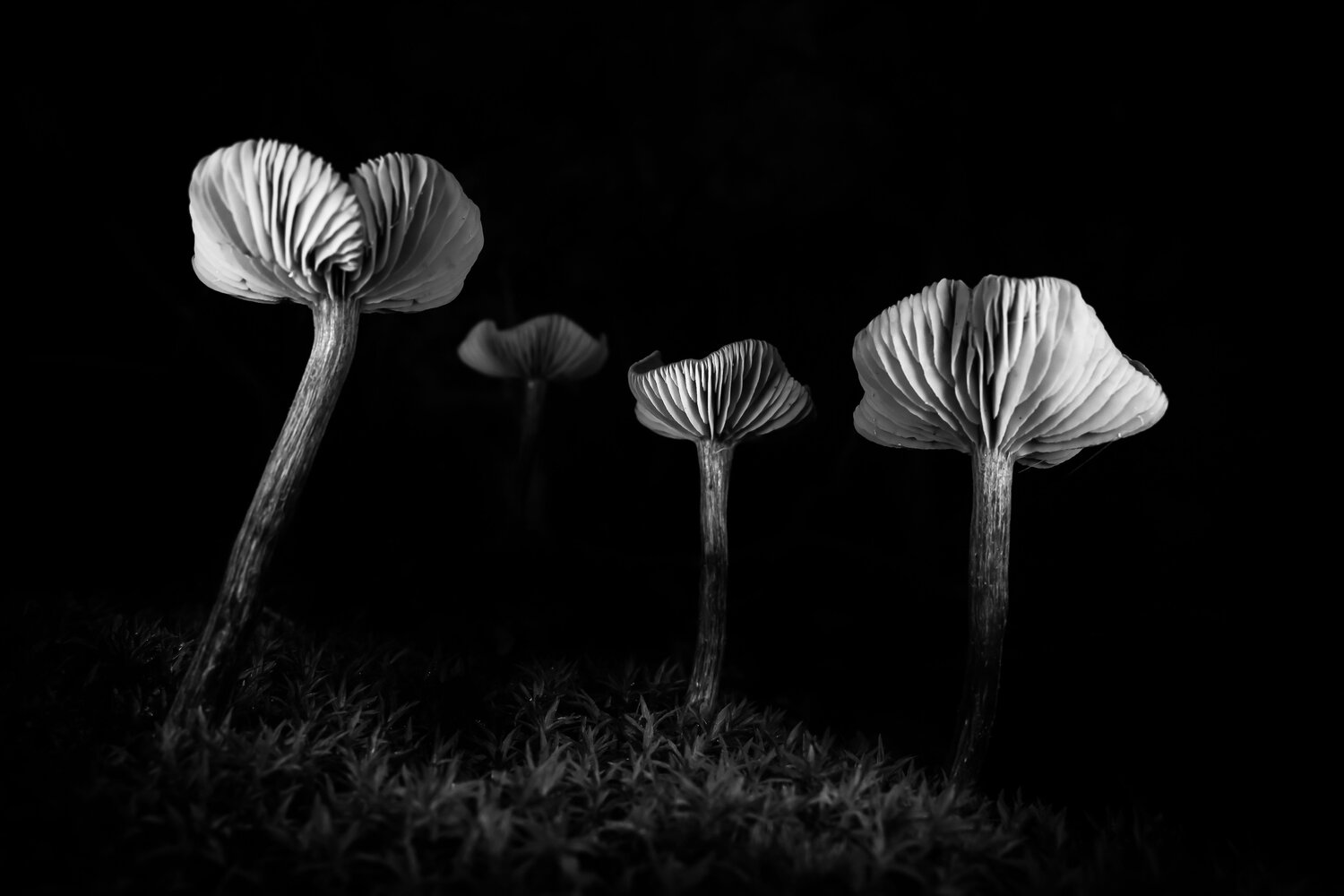Photo #13930556