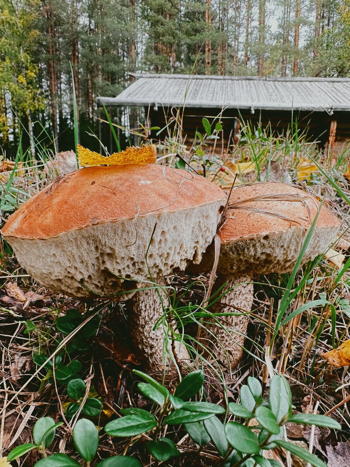 Photo #13930629