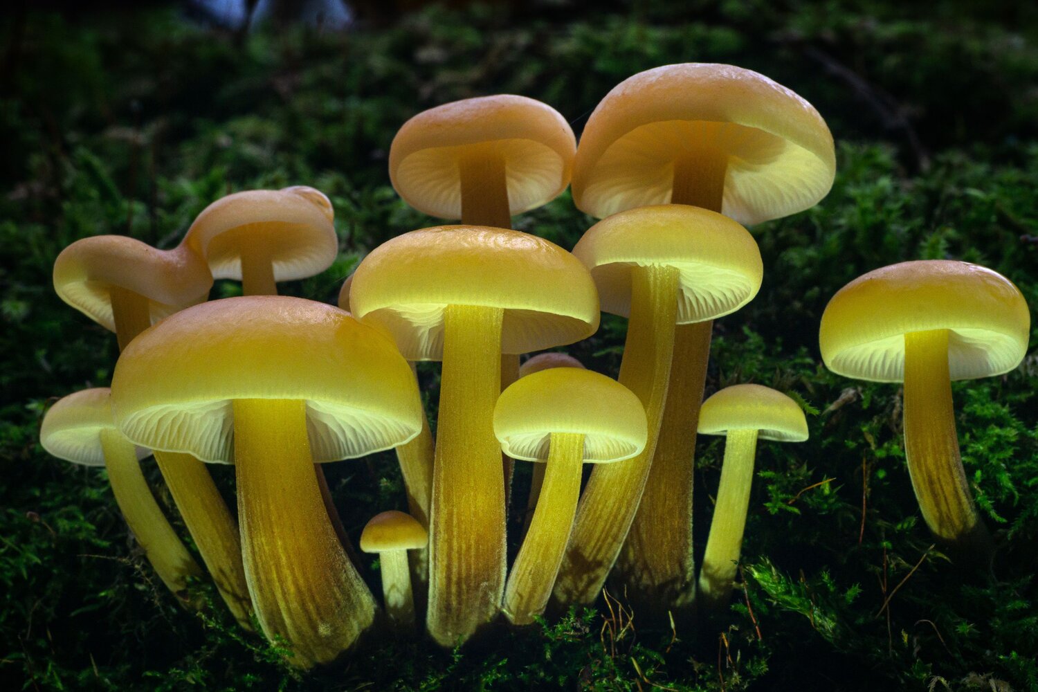 Photo #13930661