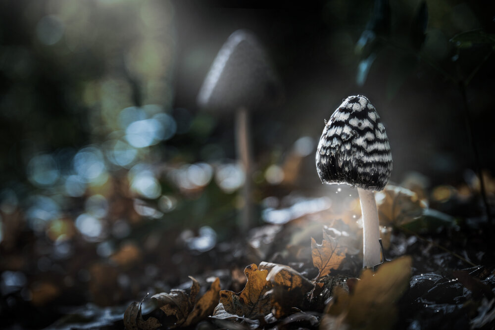 Photograph by Henriett Kmety