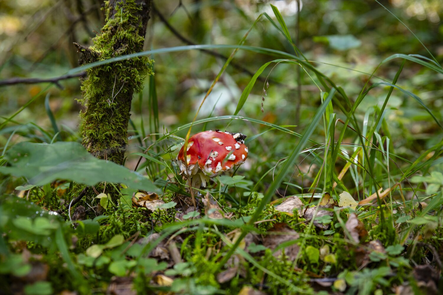 Photo #13930765