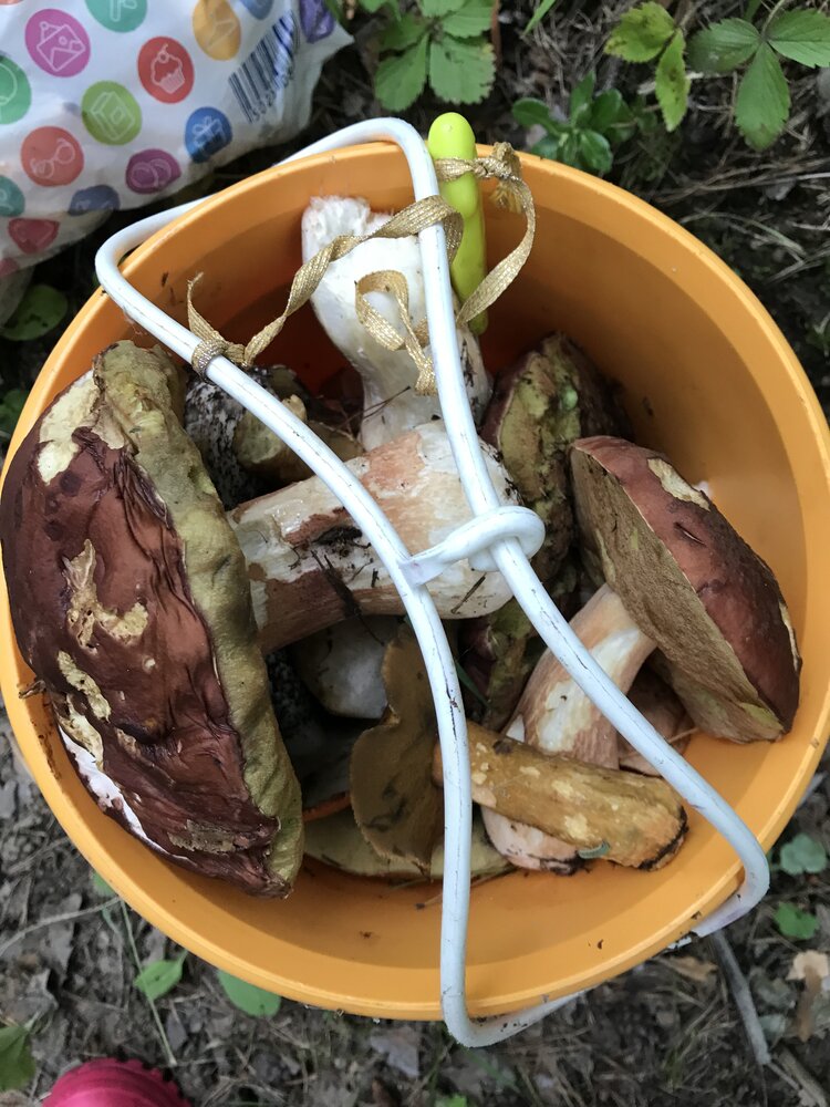 Грибное лето белых грибов!!!!