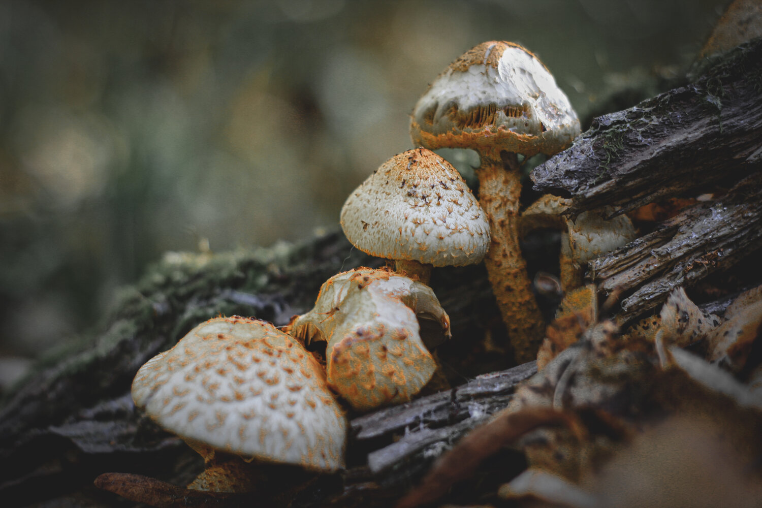Photo #13930847