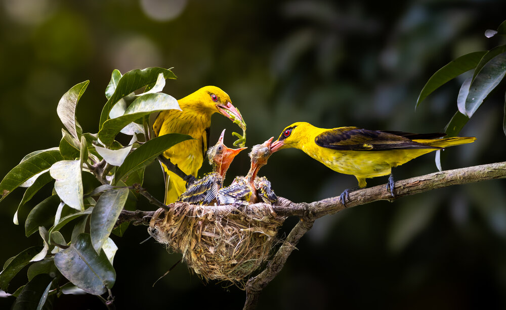 Photograph by Asfak Hossain Sweet