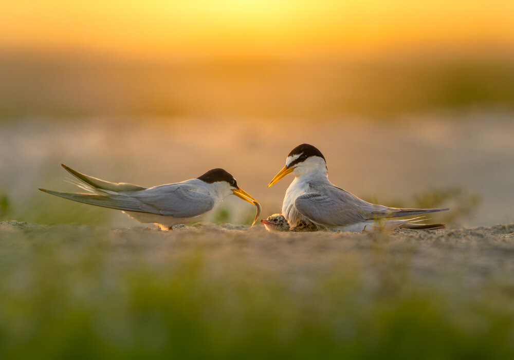 Photograph by Asfak Hossain Sweet