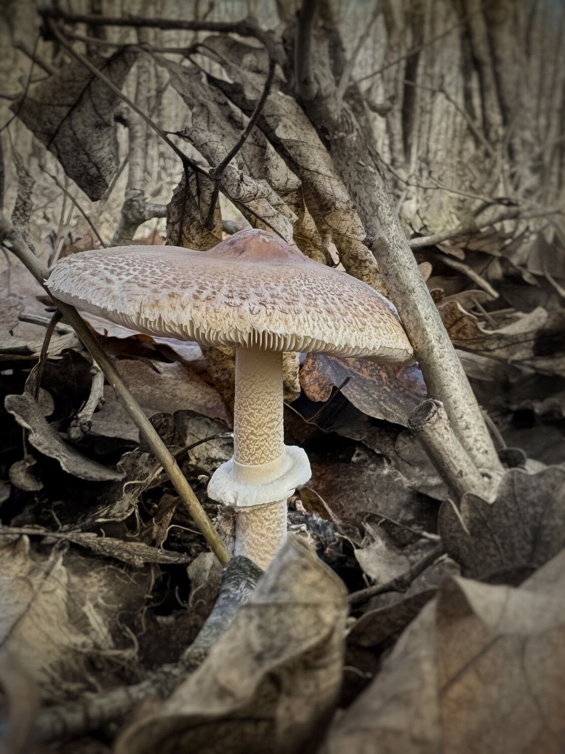 Photo #13930983