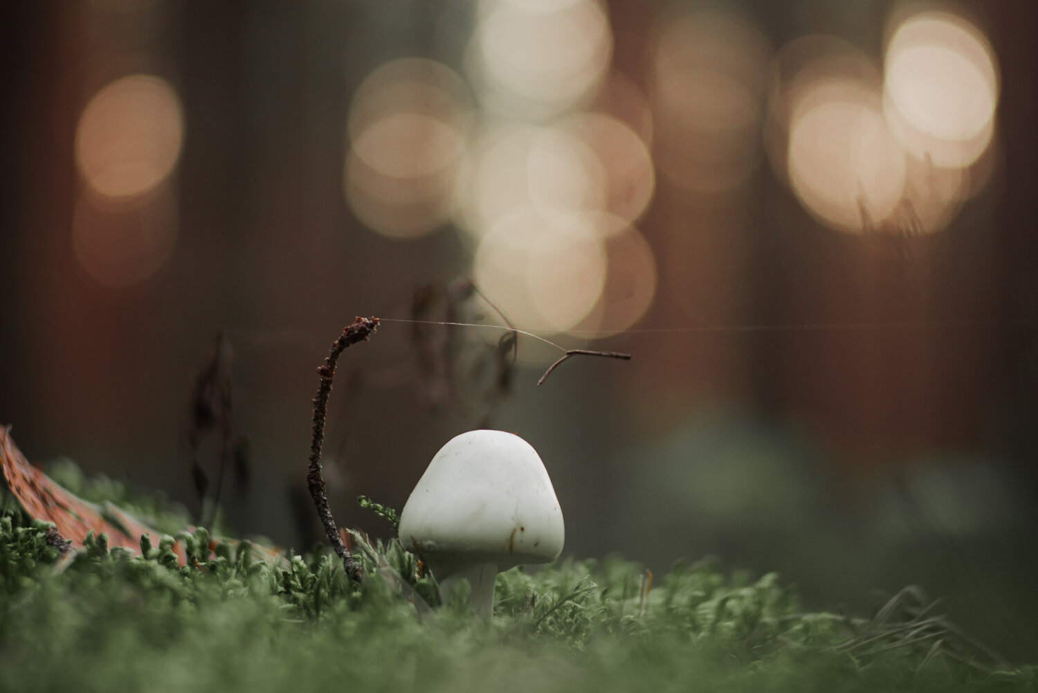 Photo #13931007