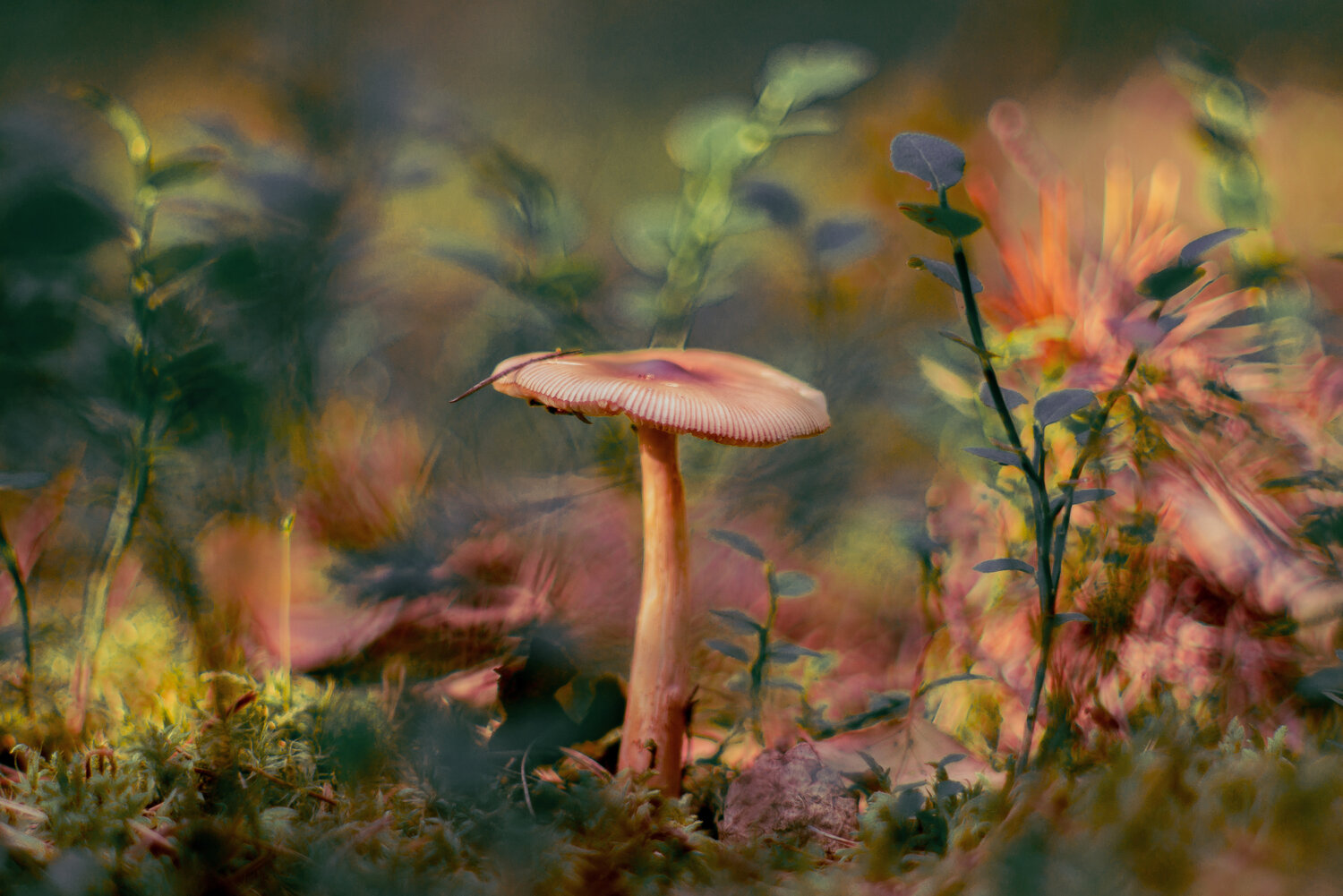Photo #13931010