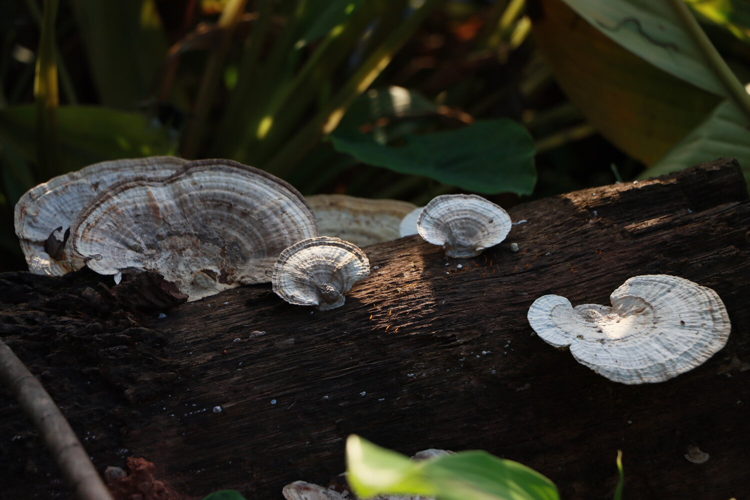 White mushrooms
