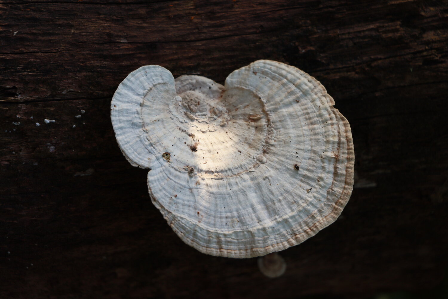 White Mushroom