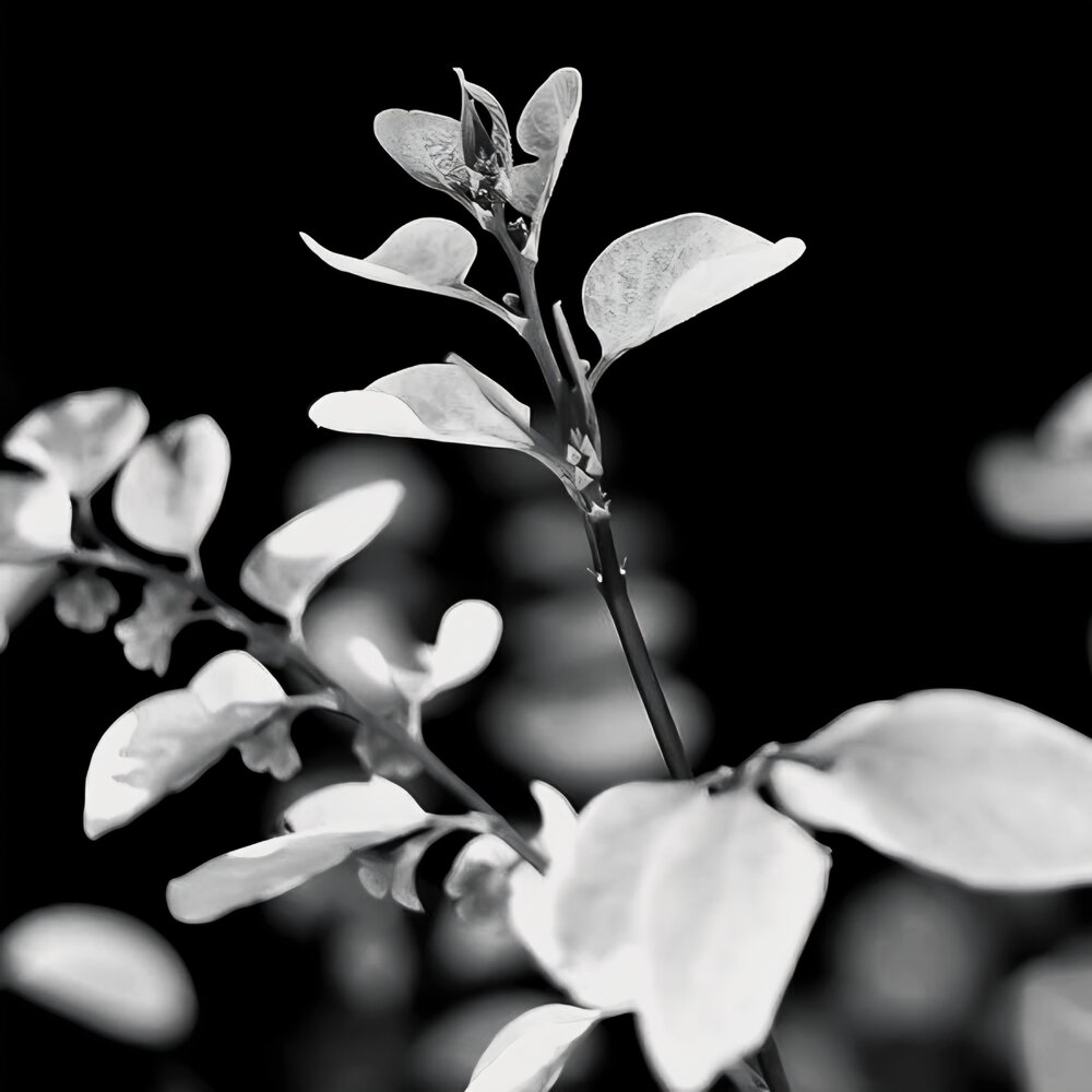 Photograph by Cristall Venter