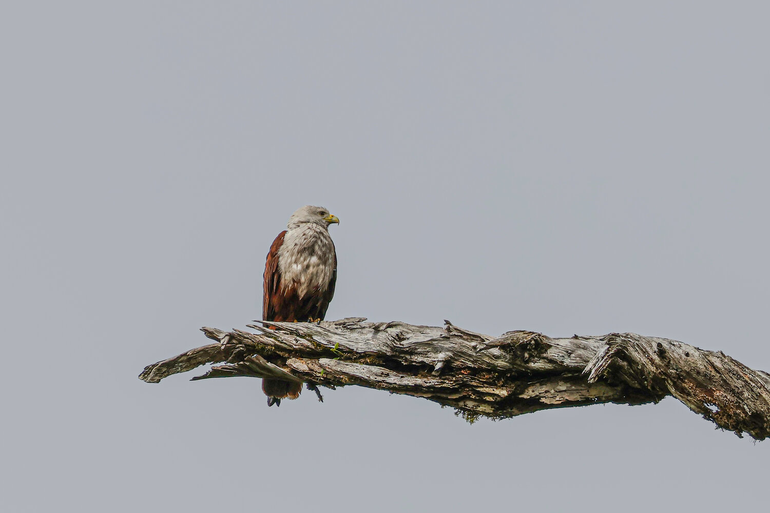 Photo #13931396