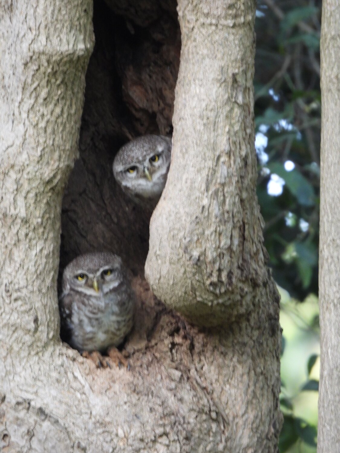 Spotted owlets