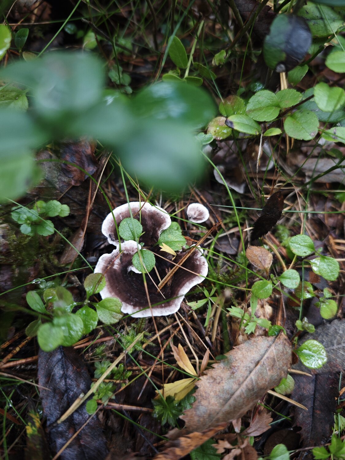 Photo #13931457