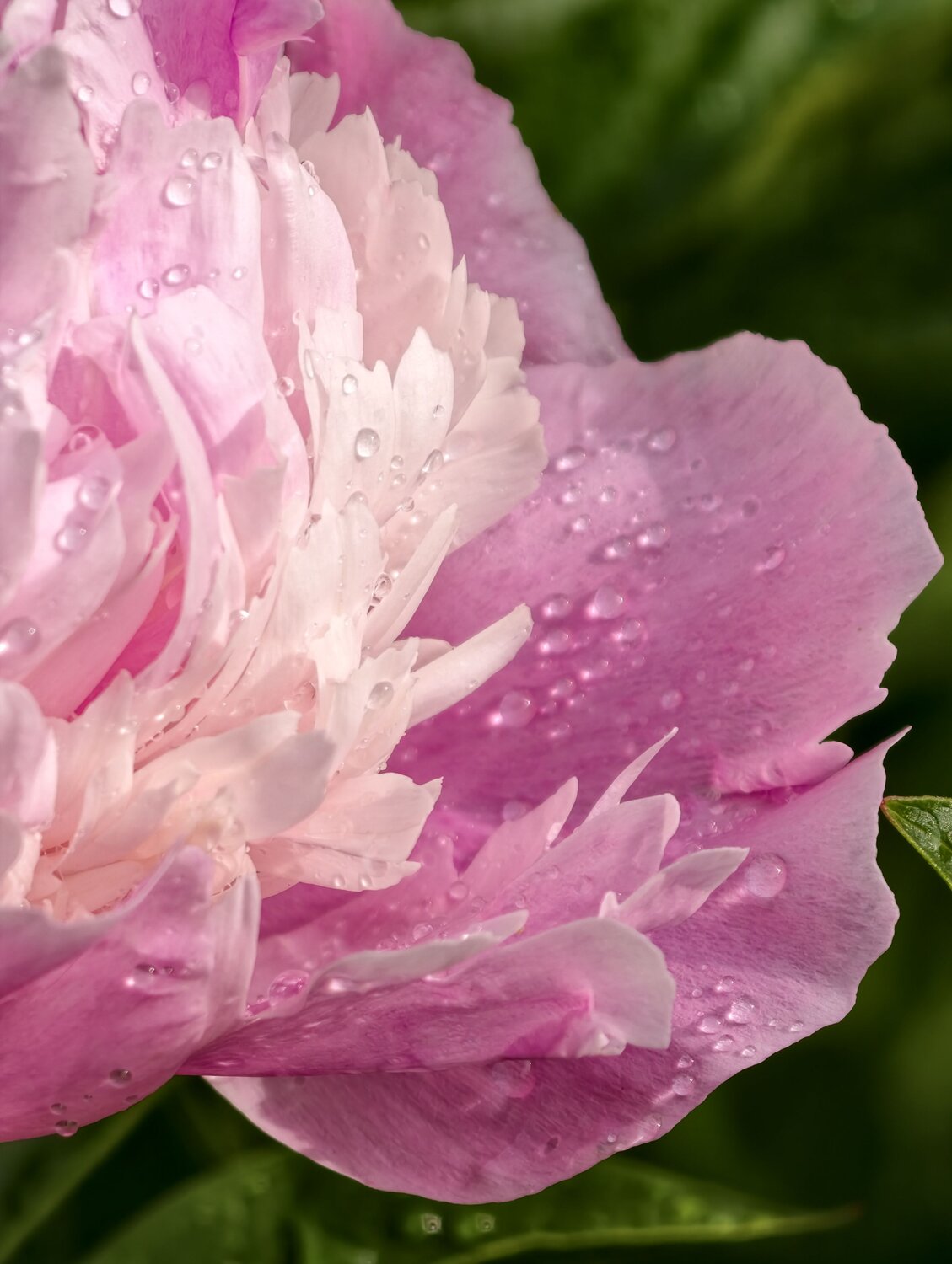 After the rain After the rain