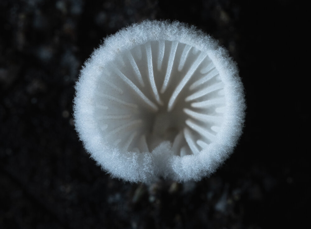 Photograph by БОРИС БЕЛКАНИЯ