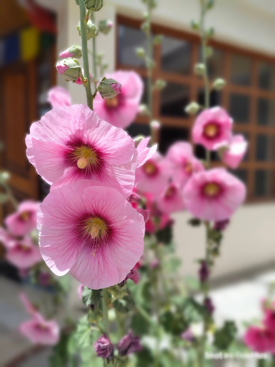 The earth laughs in flowers