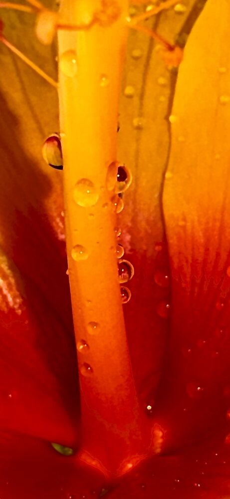 Hibiscus Stunning Stigma