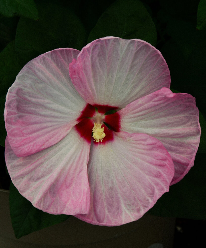 ​Pink Hibiscus Bloom