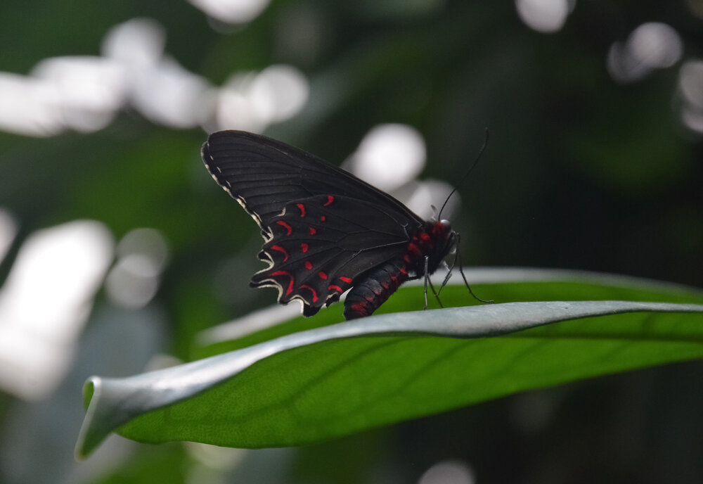 ​The Dark Swallowtail
