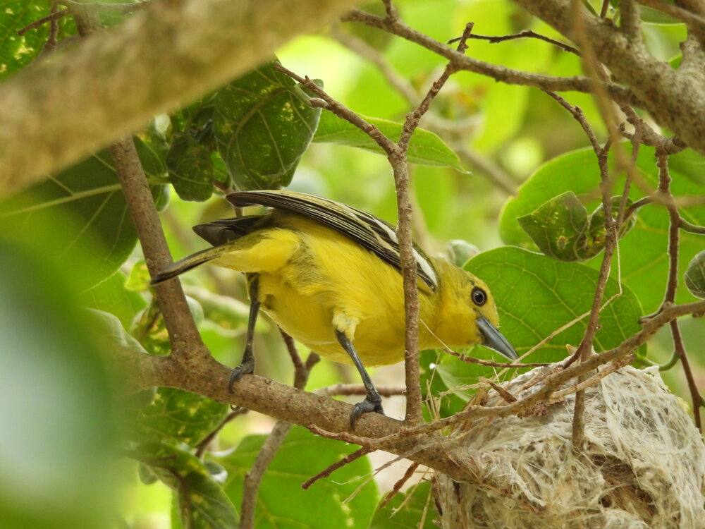 Common iora female looking at kids inside the nest