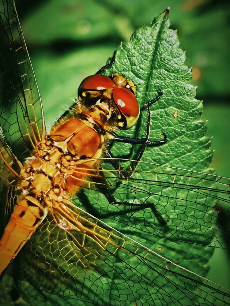 Photograph by Лариса Лысенко