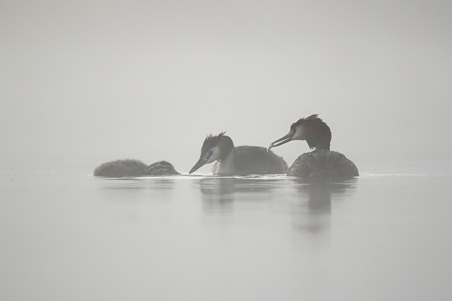 Photo #13931793