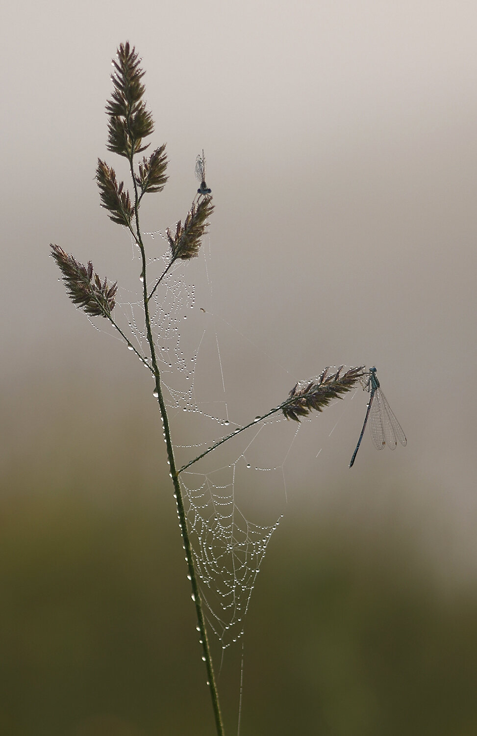 Photo #13931829