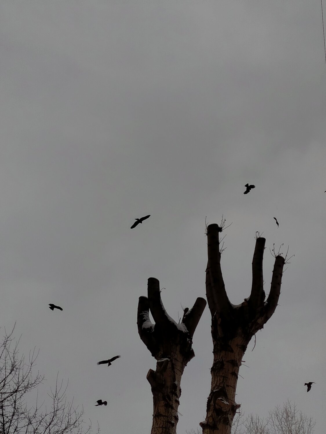 Photo #13931844