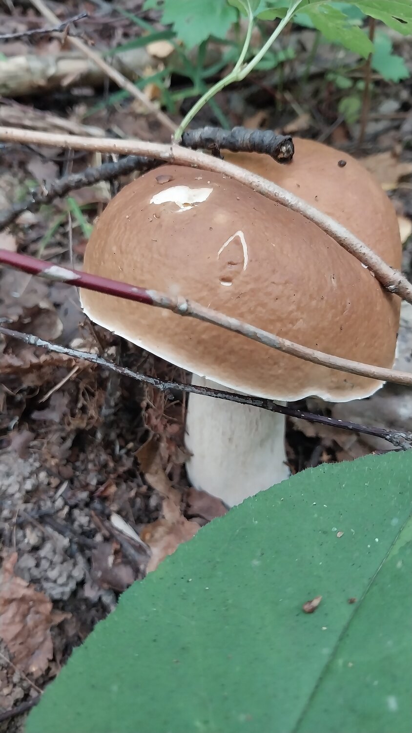 Photo #13931866
