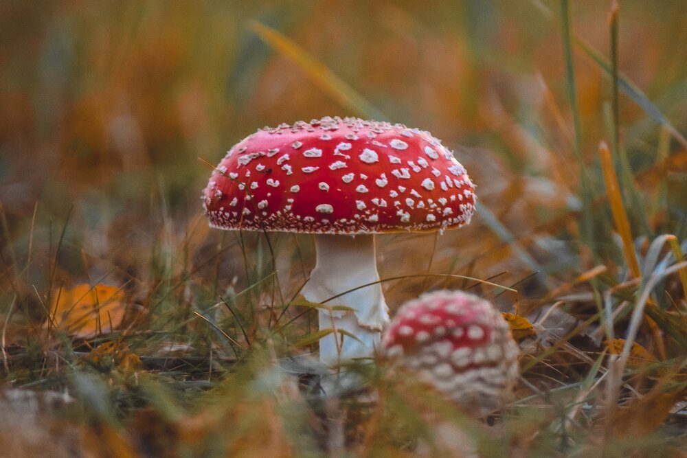 Photograph by Андрей Куракин