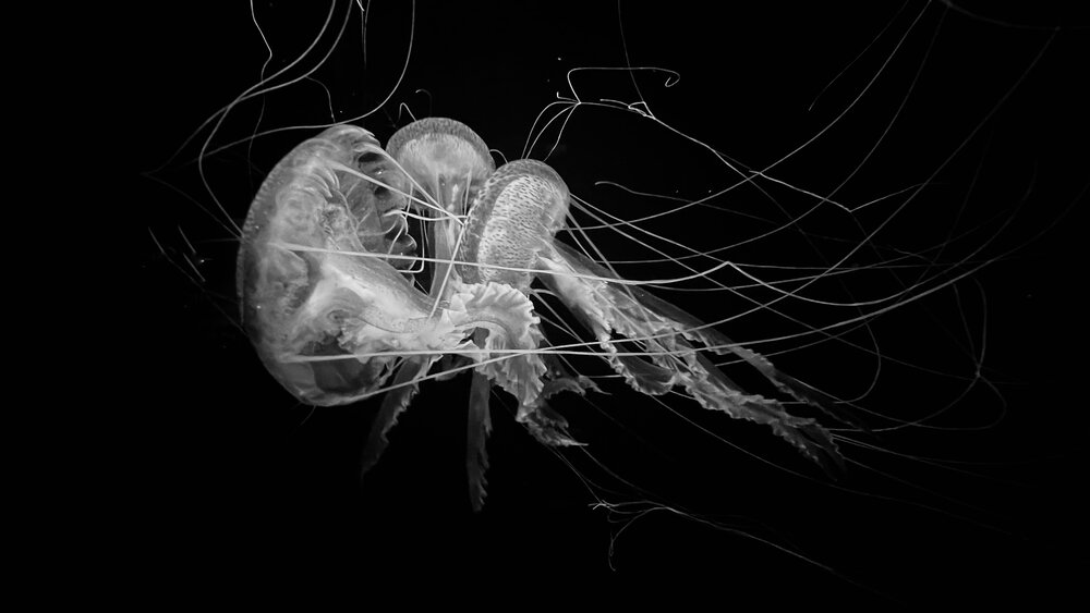 Photograph by Swetlana Lebedev