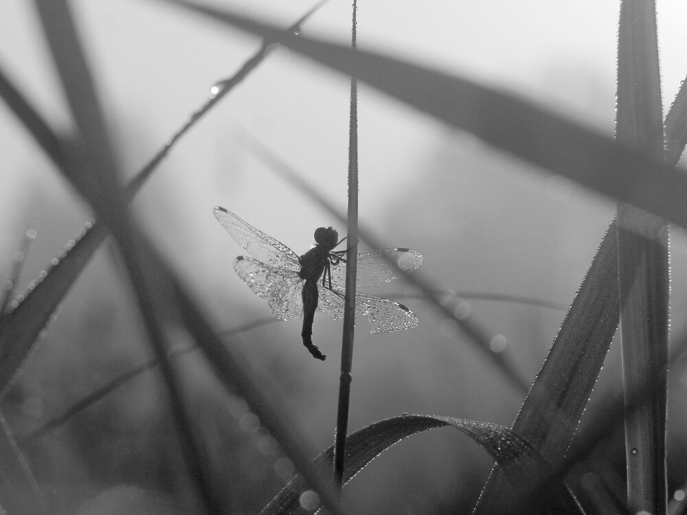 Photograph by Валентина Евсеева