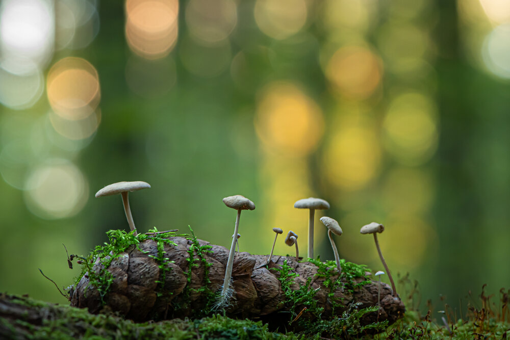 Photograph by Соварцева Ксения