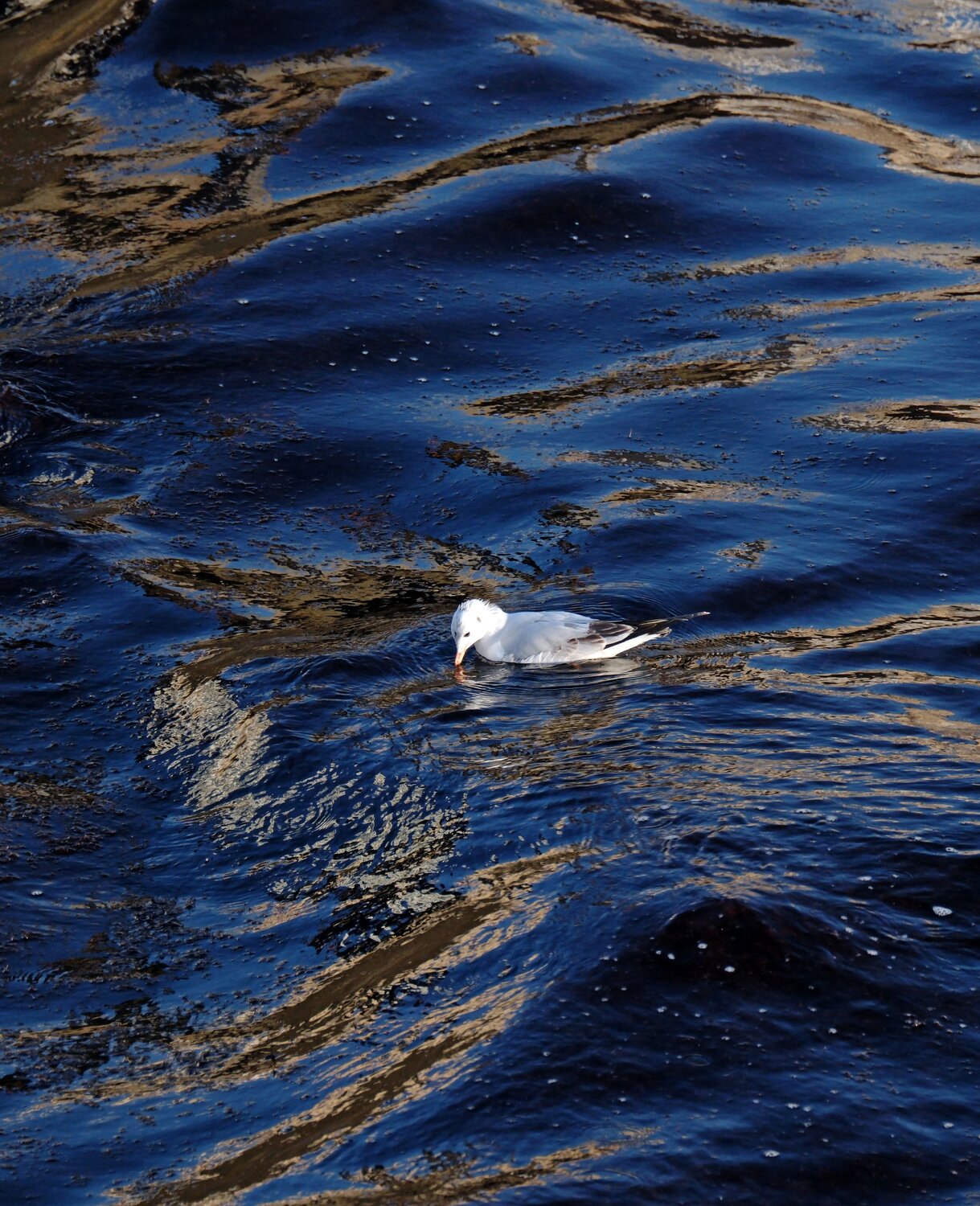 Каспийская палитра
