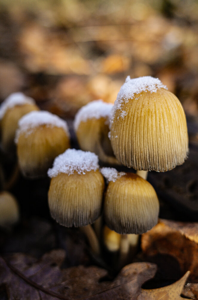 Photograph by Алла Никушкина