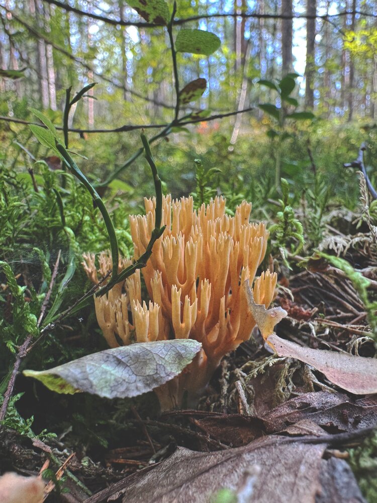 Photograph by Алена Кривцова