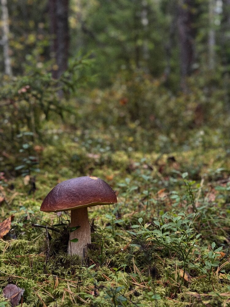 Photograph by Алена Кривцова