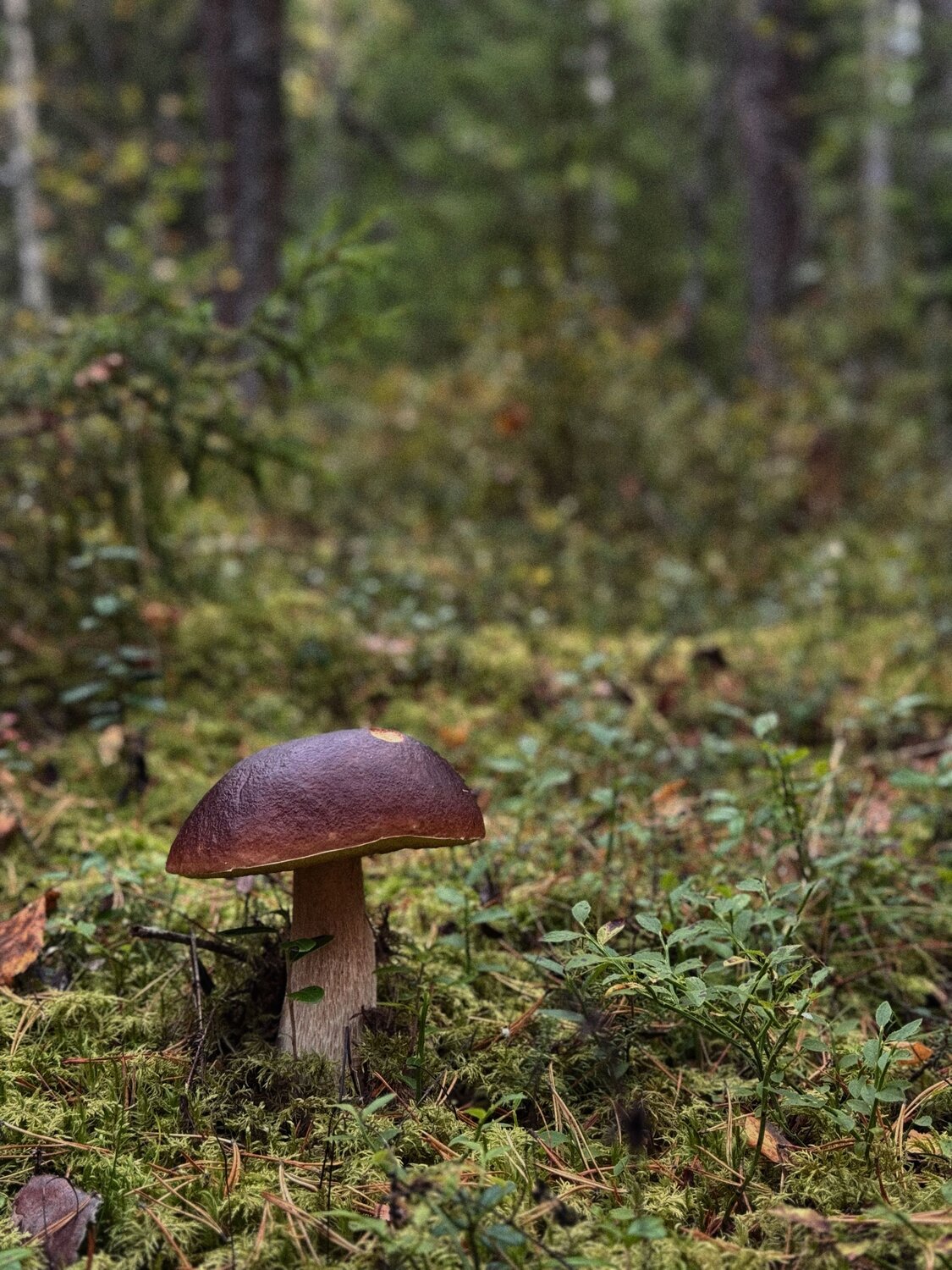 Photo #13932710