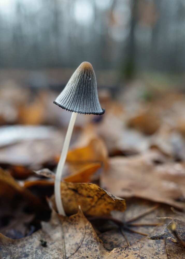 Photograph by Алла Никушкина