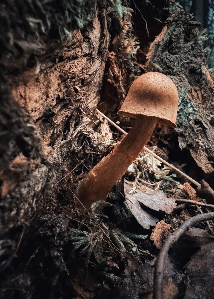 Photograph by Юлия Порфирьева