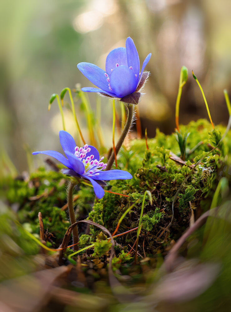 Photograph by Марина Брыдня