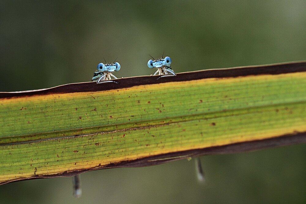 Photograph by Ercan Yurt