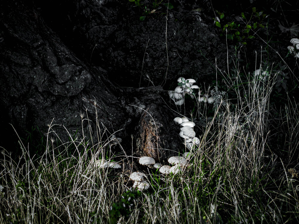 Photo #13933082