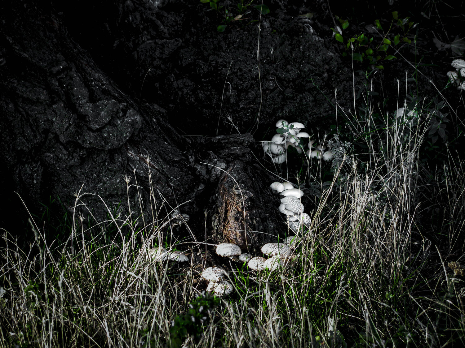 Photo #13933082